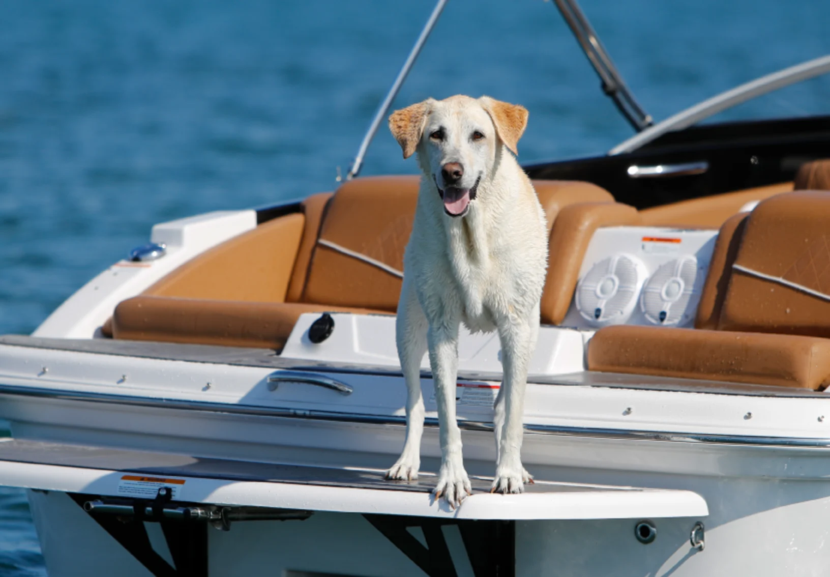 Dog on motorboat
